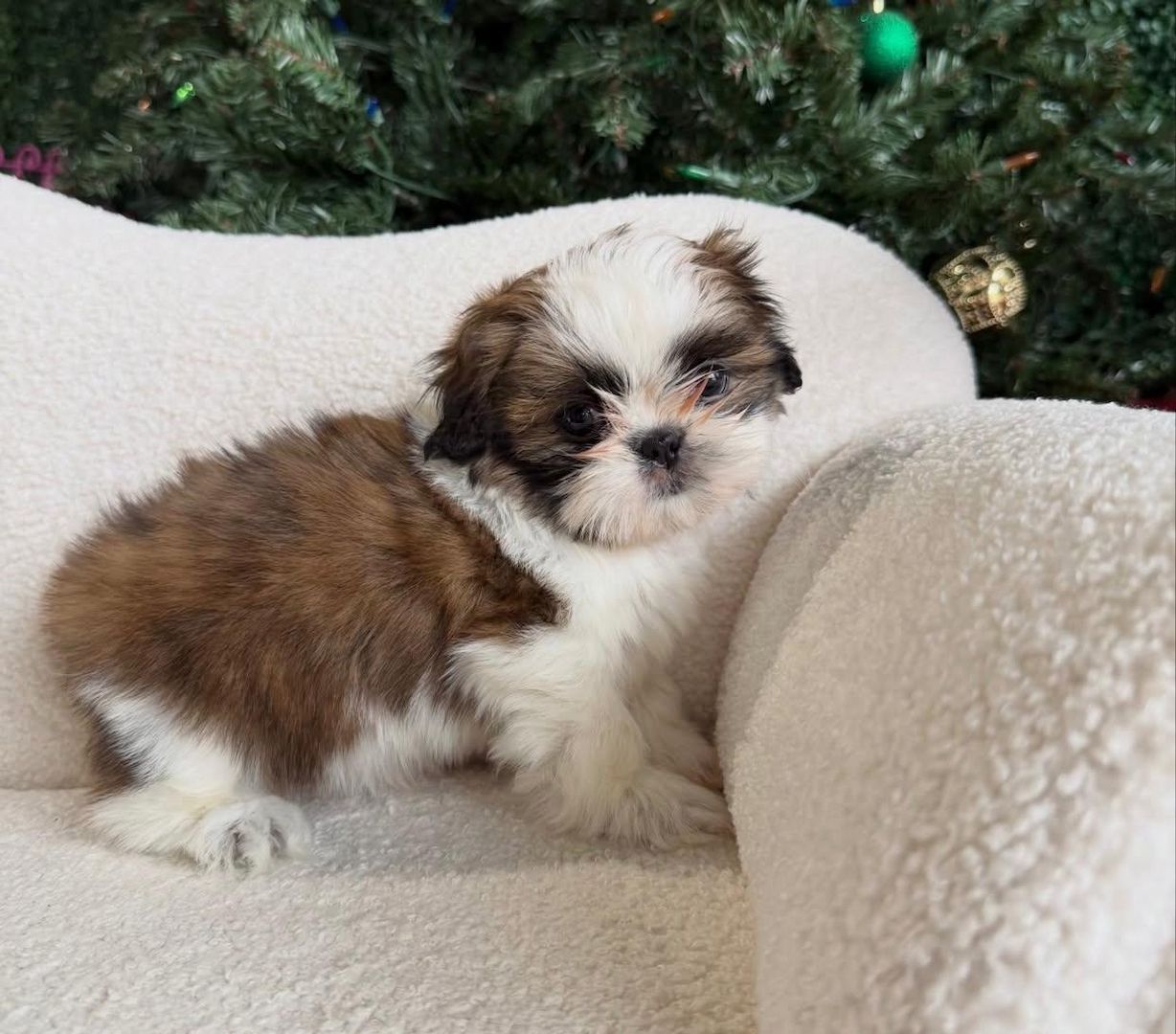 Shih-Tzu-Welpen abzugeben