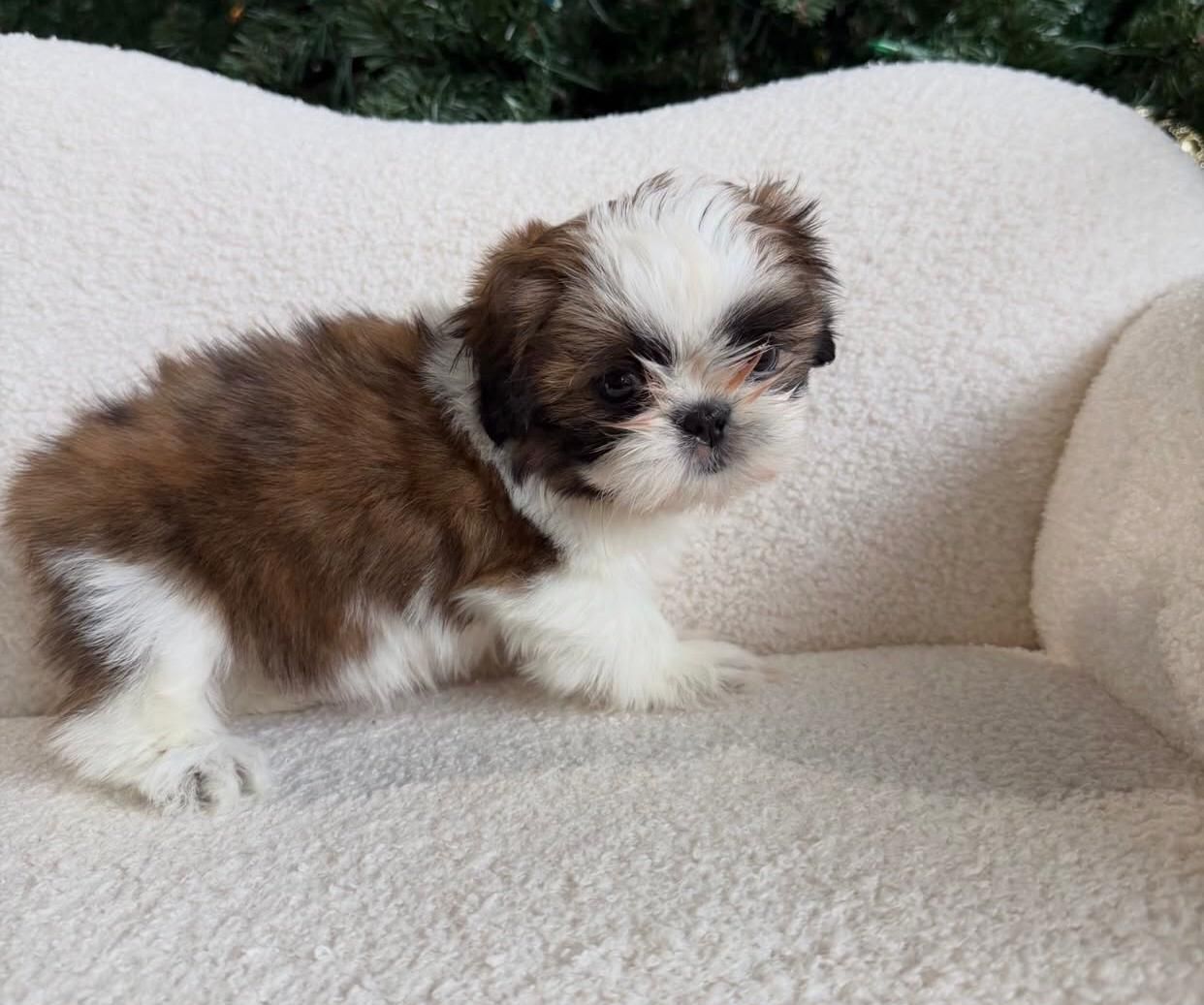 Shih-Tzu-Welpen abzugeben