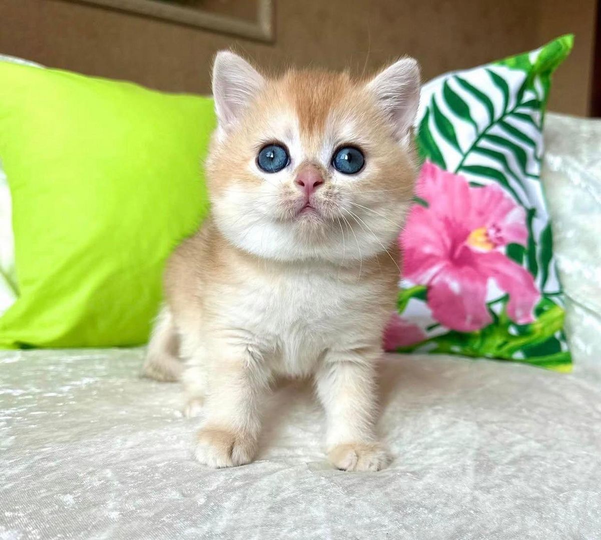 Purebred amazing BSH kittens for sale