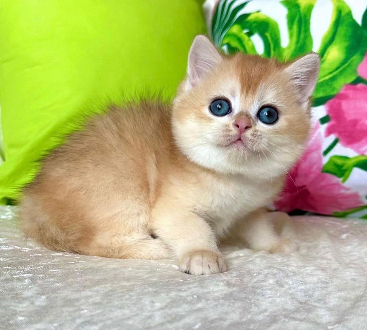 Purebred amazing BSH kittens for sale