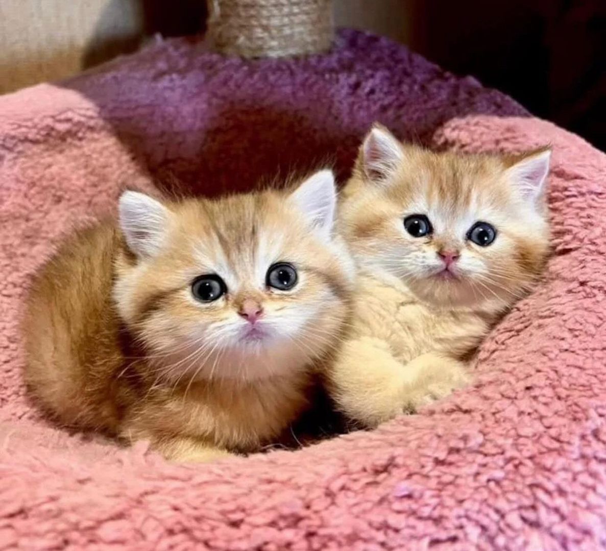 Purebred amazing BSH kittens for sale