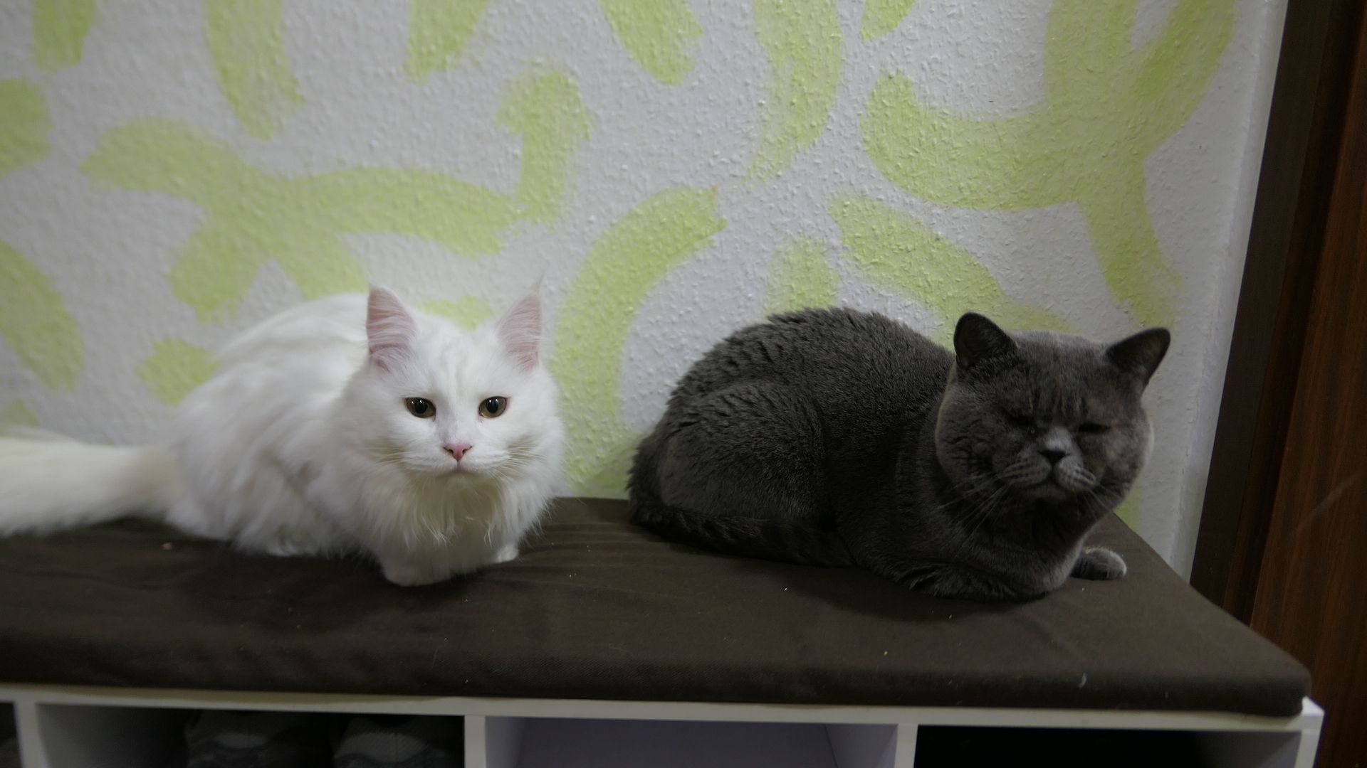 Maine Coon Mama 100% BKH Papa 100% 2 Jungs Weiss 1 Mädchen Weiss mit 2 kleinen flecken