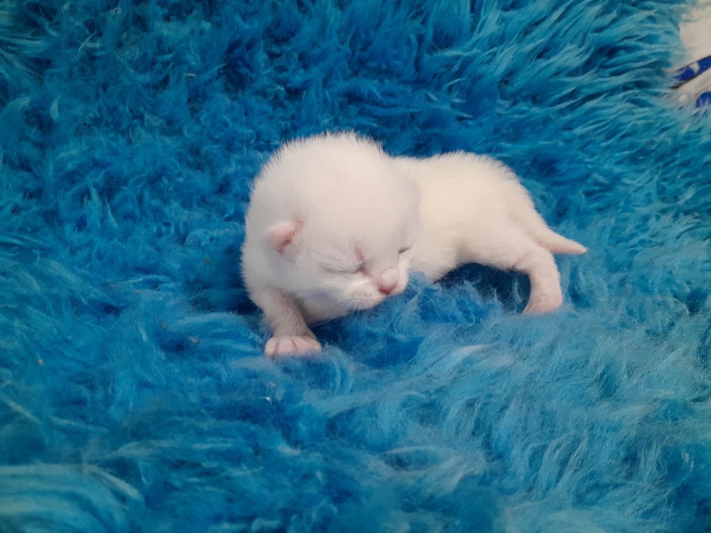 Maine Coon Mama 100% BKH Papa 100% 2 Jungs Weiss 1 Mädchen Weiss mit 2 kleinen flecken