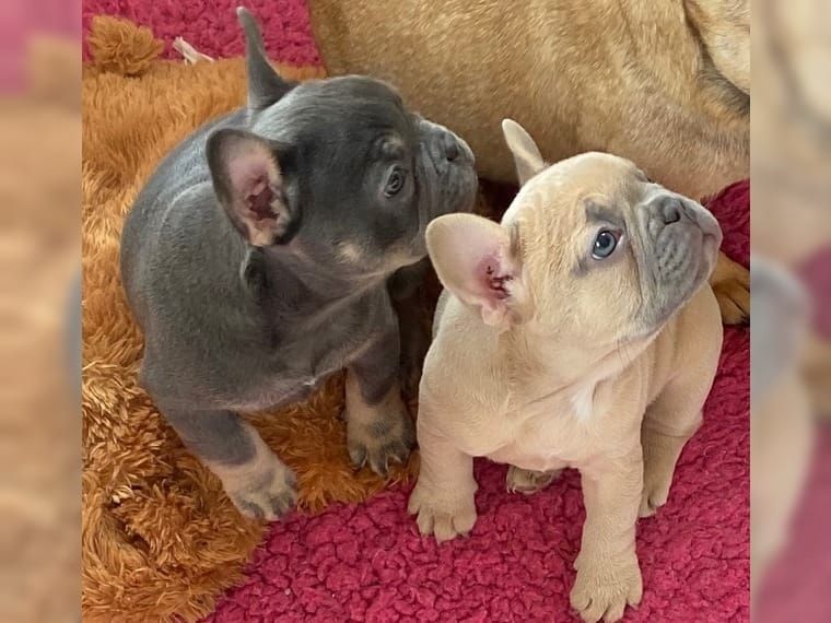 Wunderschöne Französische Bulldoge Rüden Verkaufen