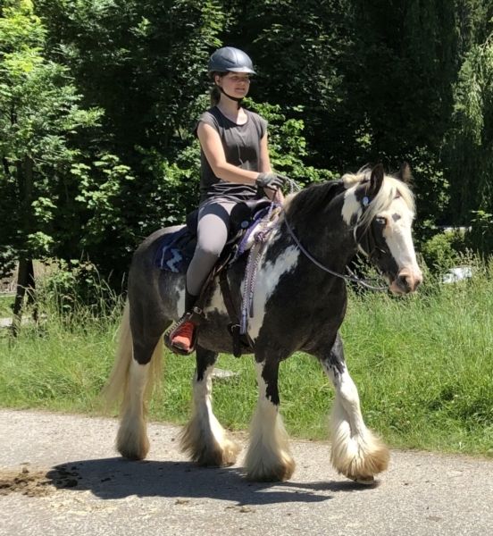 Hübsche junge Tinker Stute
