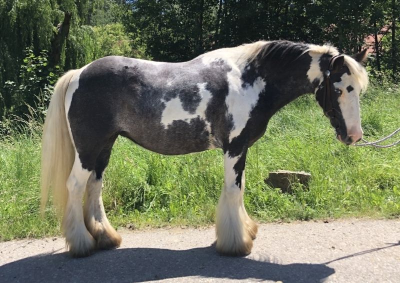 Hübsche junge Tinker Stute