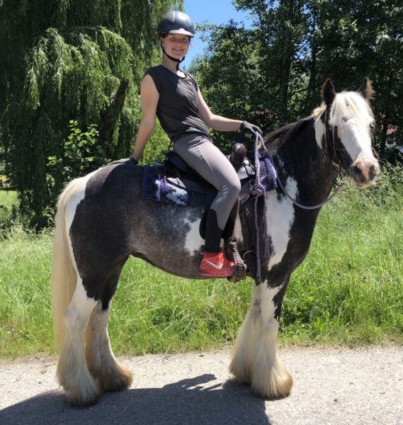 Hübsche junge Tinker Stute