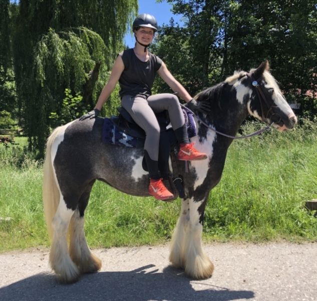 Hübsche junge Tinker Stute
