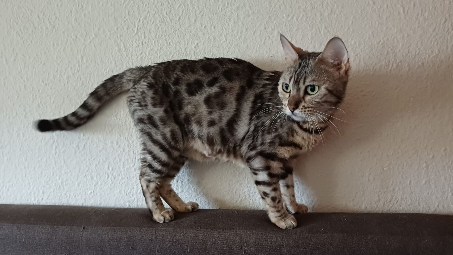 Bengal-Mix