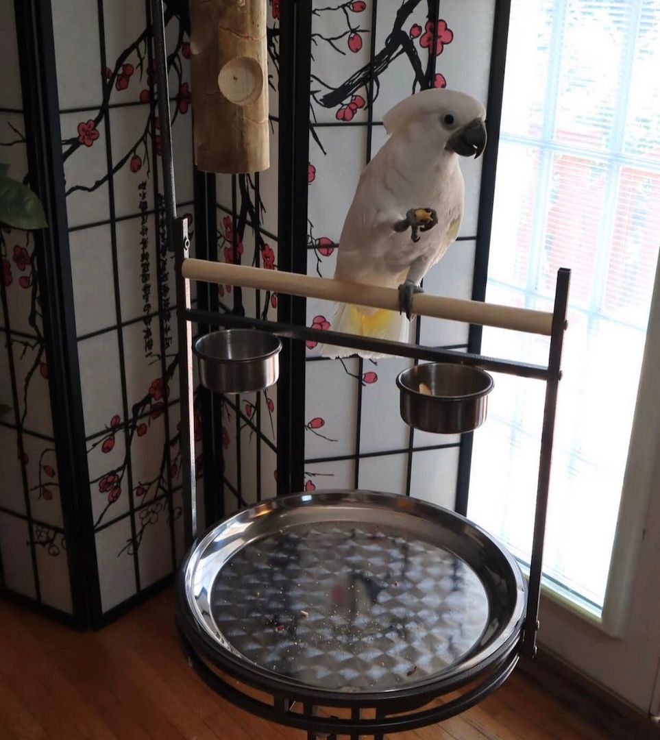 Zerzauste Kakadus zu verkaufen