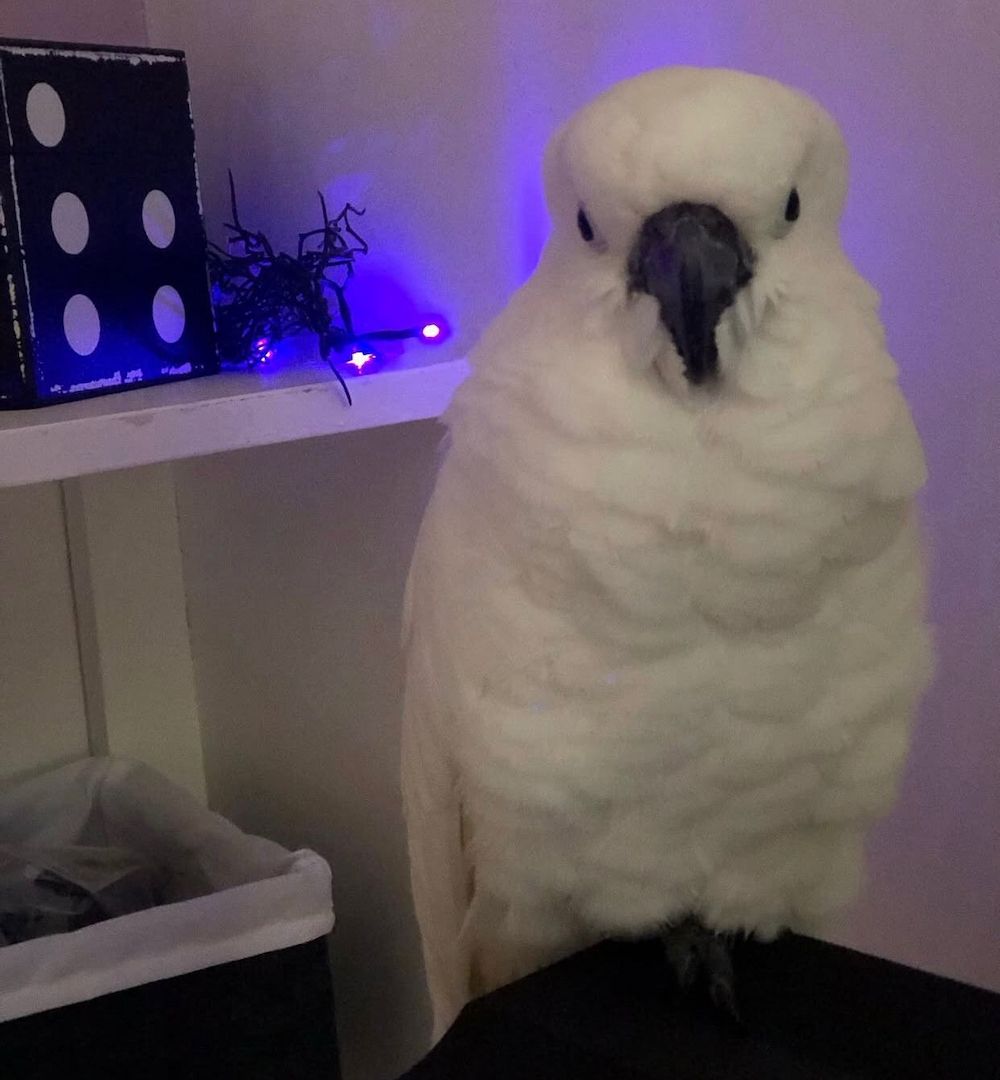 Zerzauste Kakadus zu verkaufen