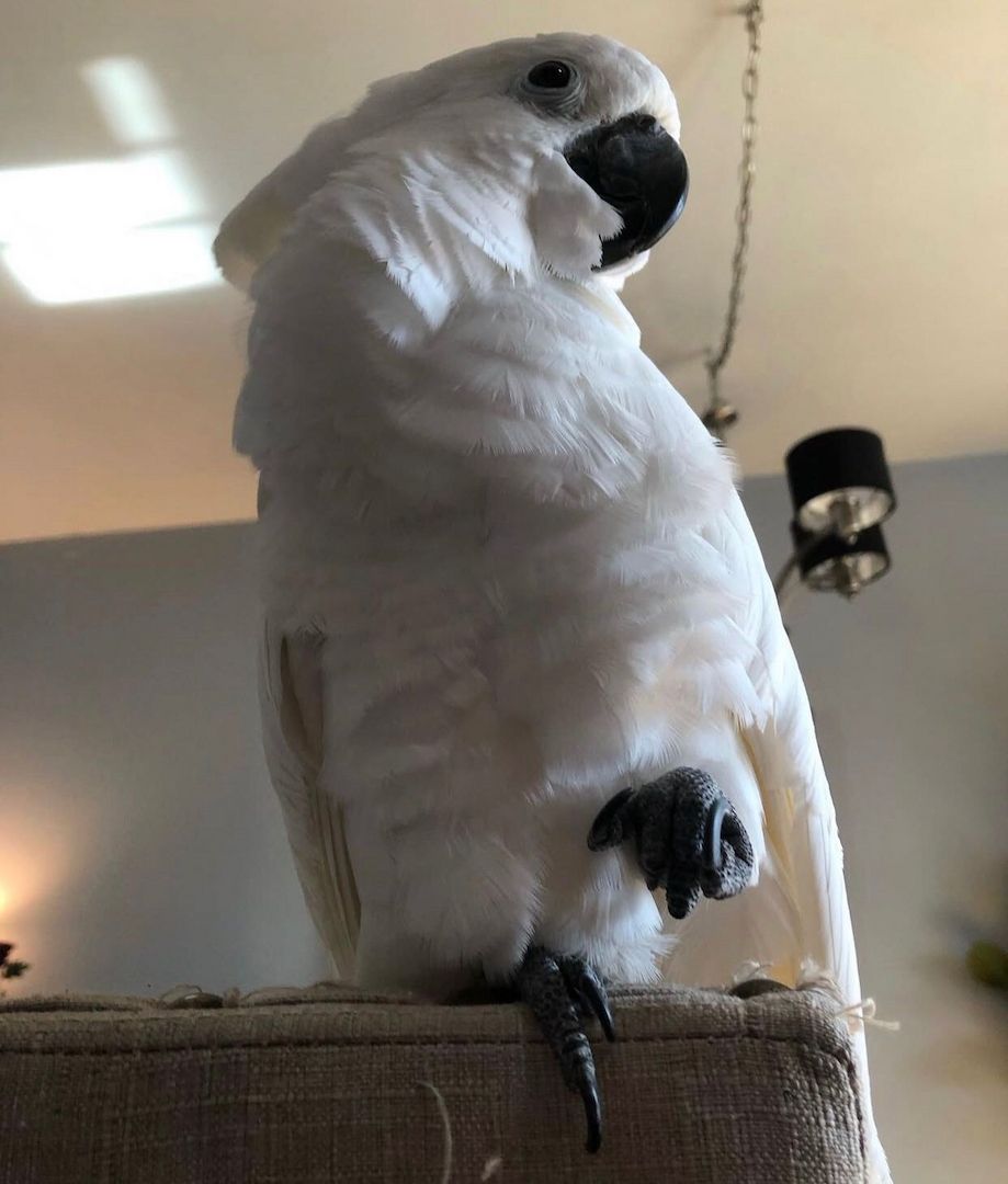 Zerzauste Kakadus zu verkaufen