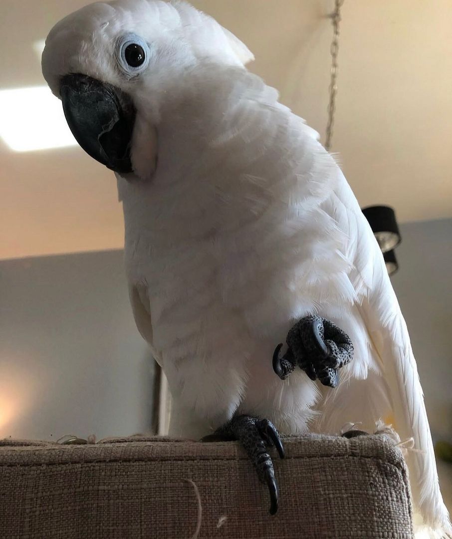 Zerzauste Kakadus zu verkaufen