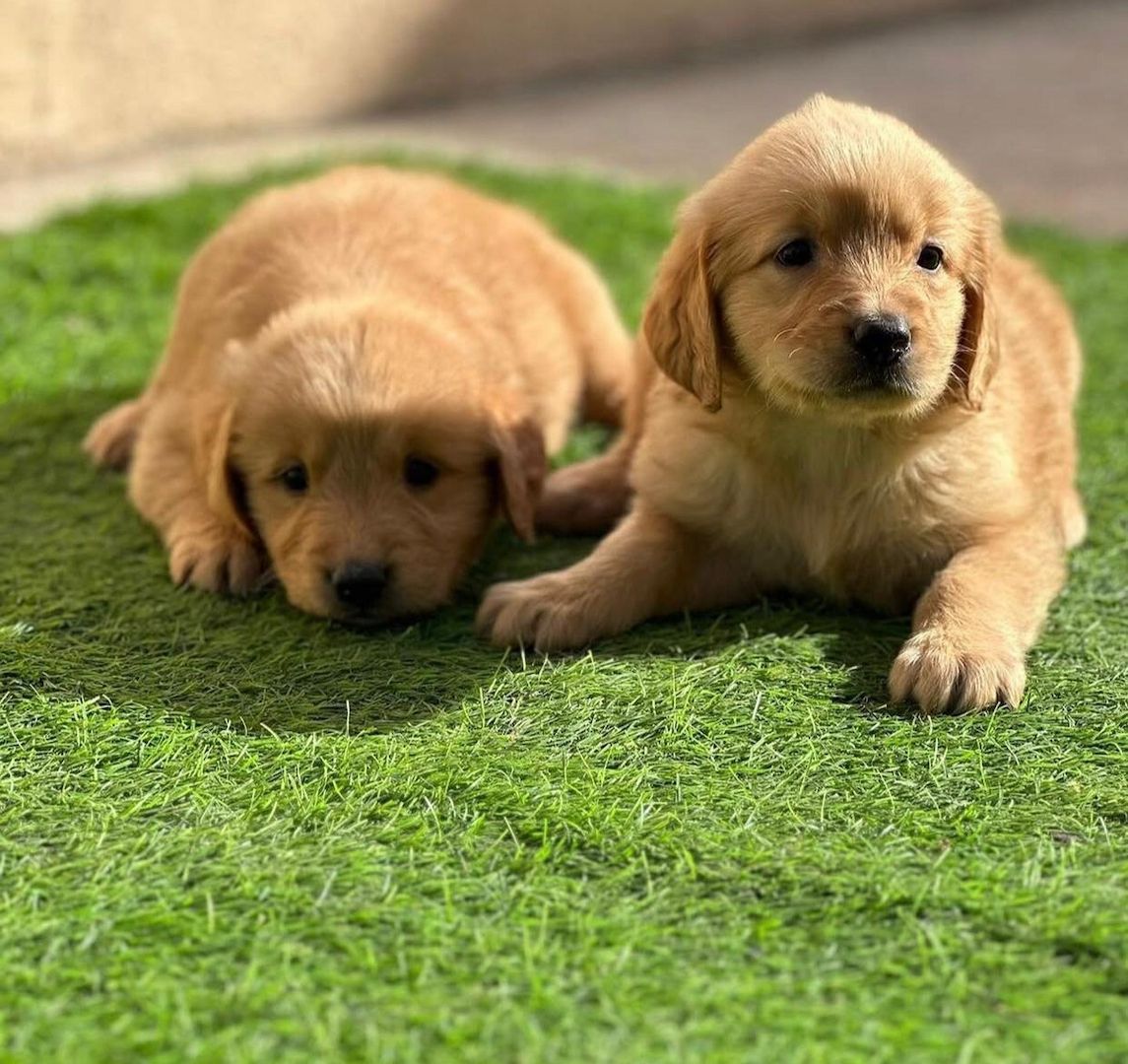 Golden-Retriever-Welpen mit KC-Registrierung zu verkaufen