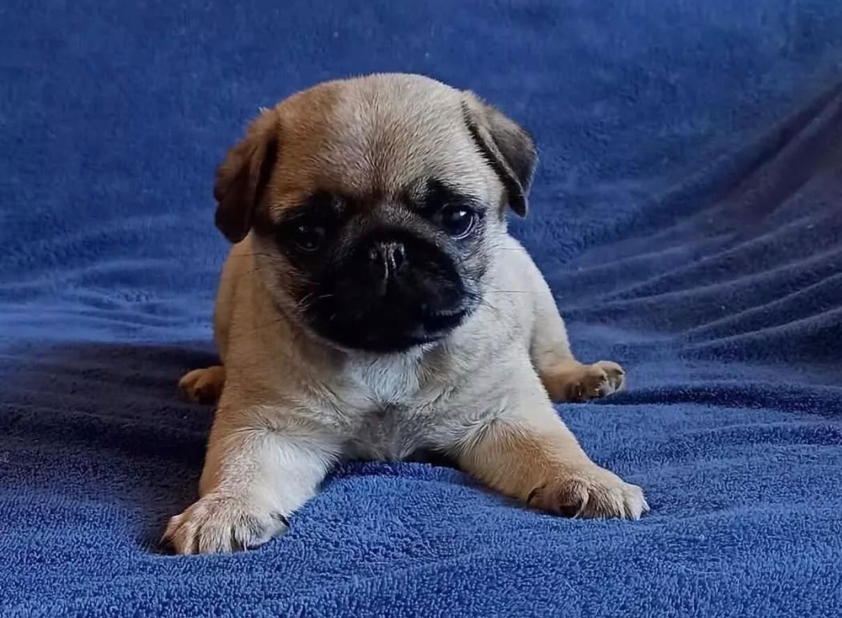 Mops-Welpen (2 Rüden und 1 Hündin) suchen noch ein Zuhause.