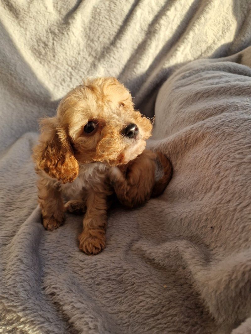 Wunderschöne Cavapoo-Welpen (Toy) zu verkaufen