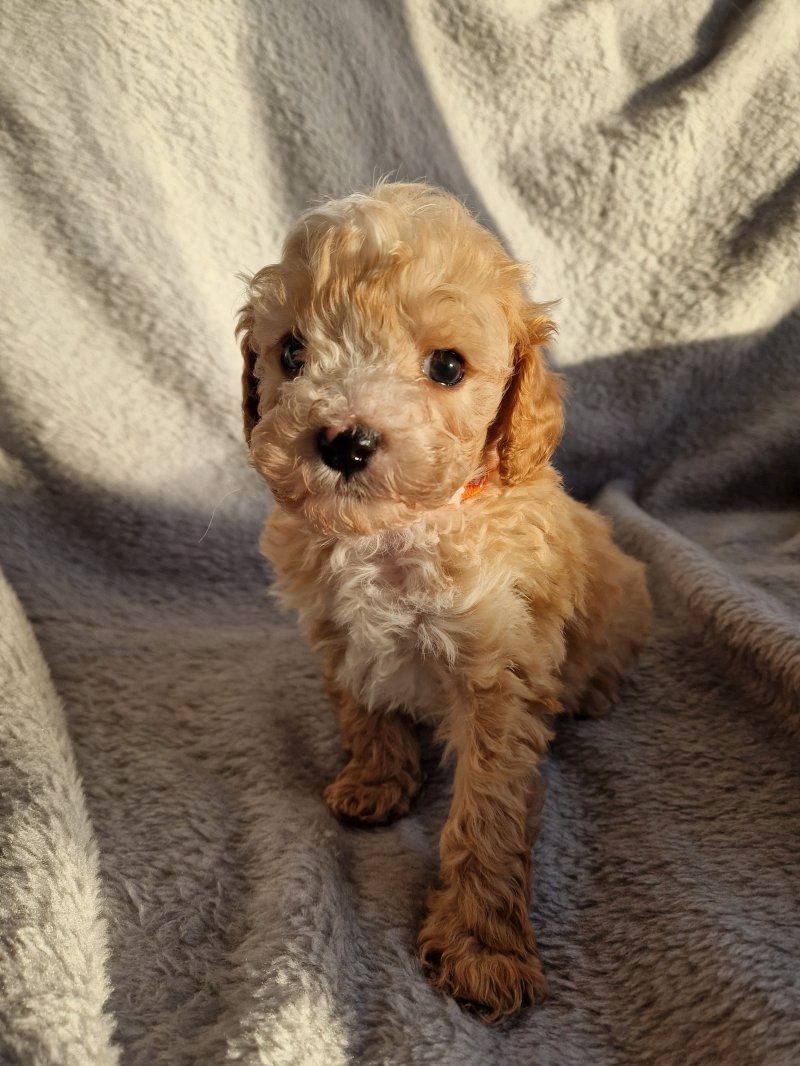 Wunderschöne Cavapoo-Welpen (Toy) zu verkaufen