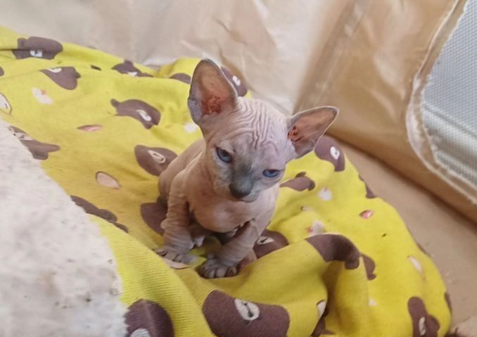 Sphynx-Kätzchen zu verkaufen