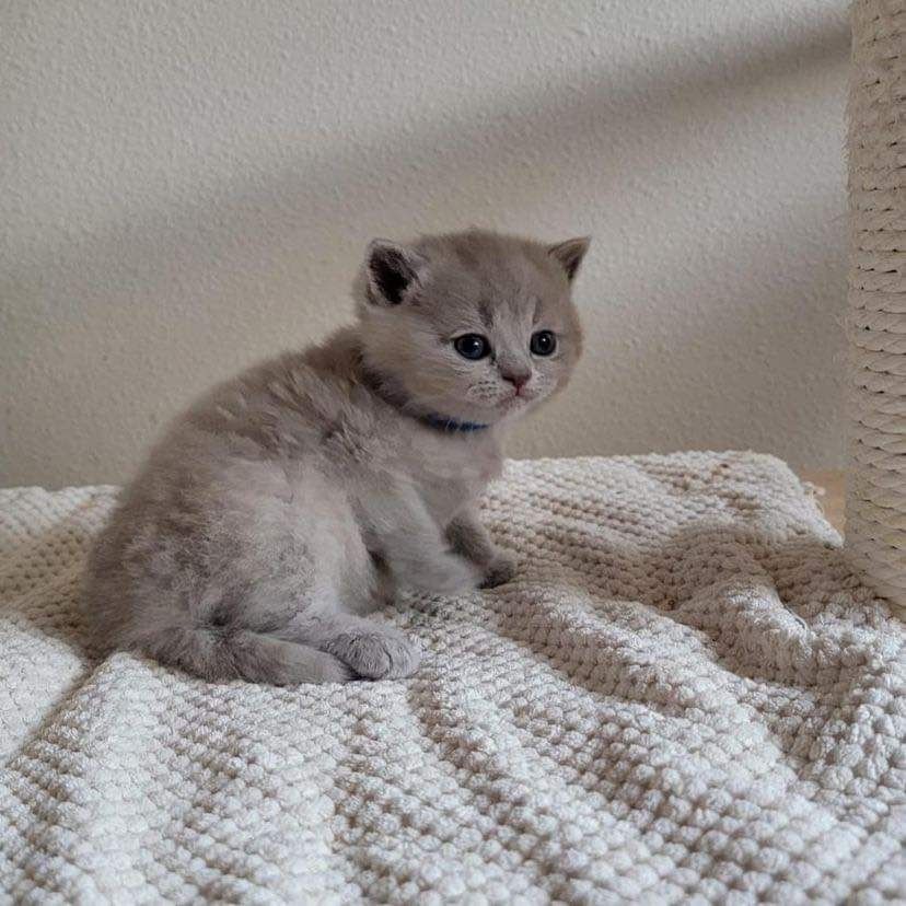 Britische Kurzhaar-Kätzchen zur Adoption