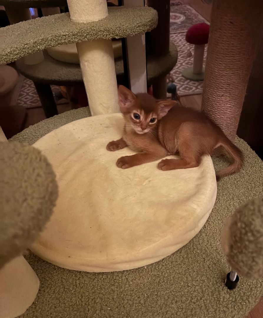 Zwei Abessinierkätzchen!!!