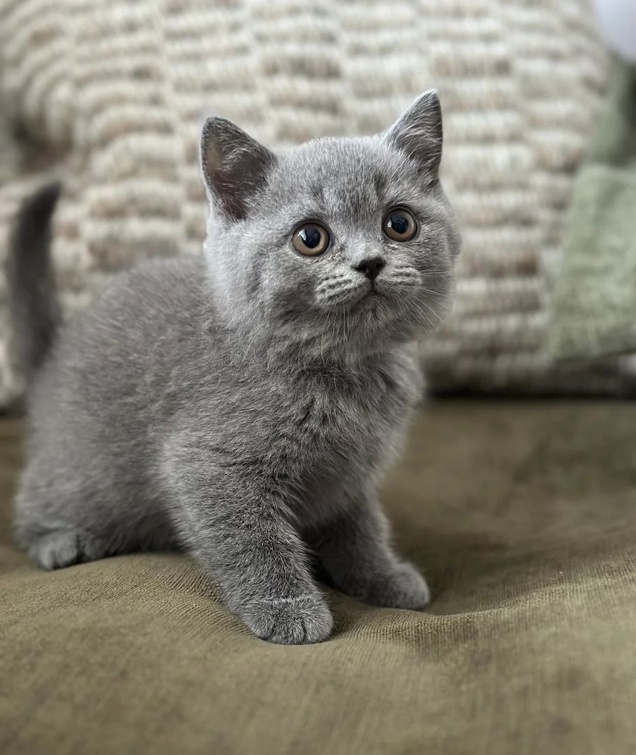 Wunderschöne Britisch Kurzhaar-Kätzchen