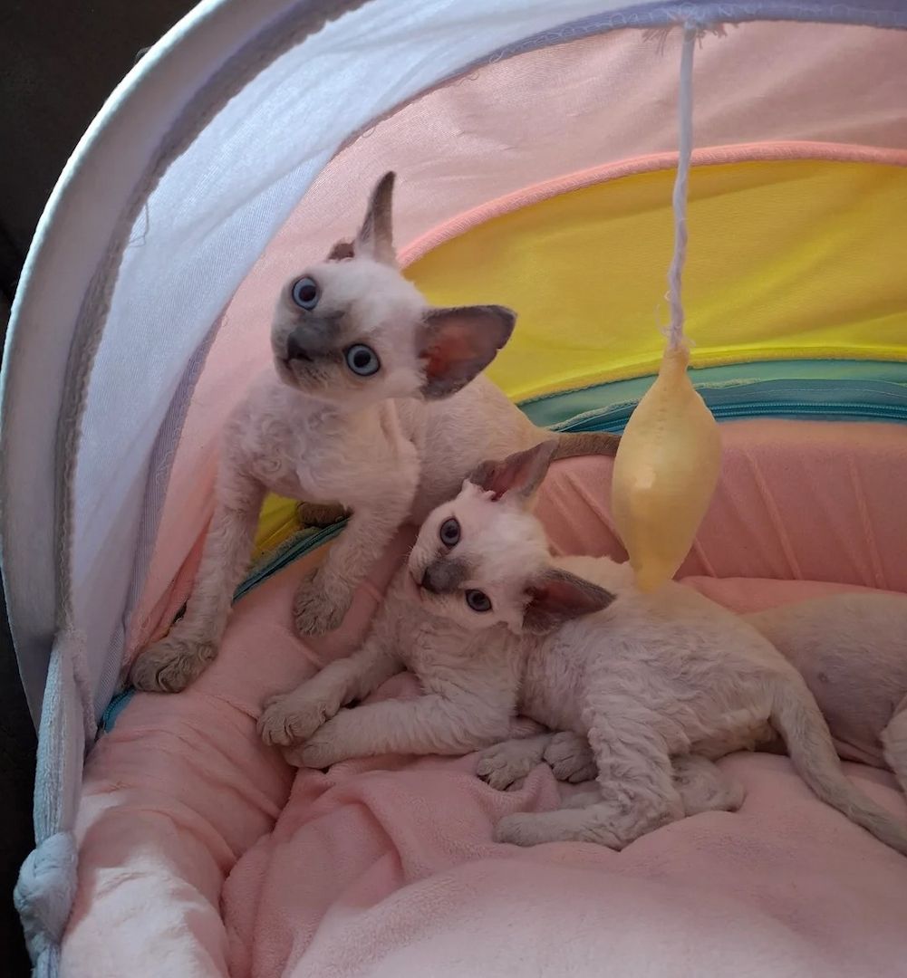 🌸 Wunderschöne Devon Rex-Kätzchen aus liebevoller Aufzucht 🌸