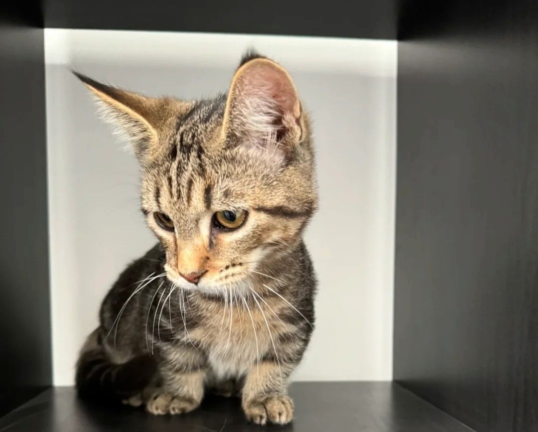 Vermittlung von Munchkin-Kätzchen