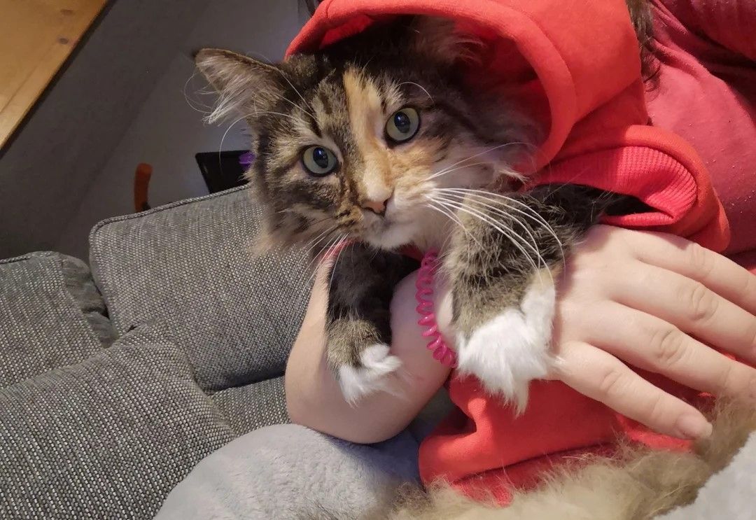 Norwegischen Waldkatzen