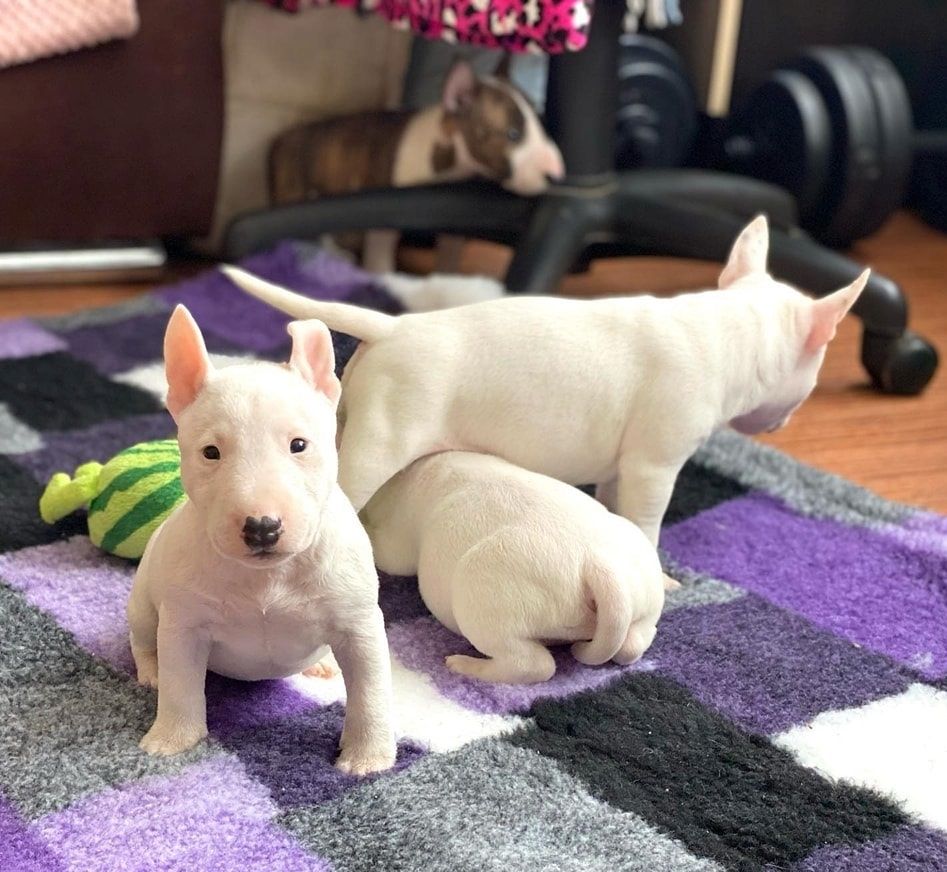 Mini Bull Terrier welpen m w