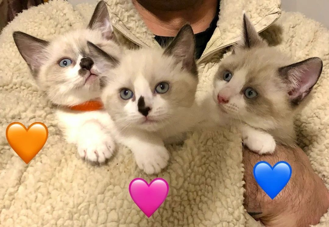 Ragdoll-Kätzchen zu verkaufen