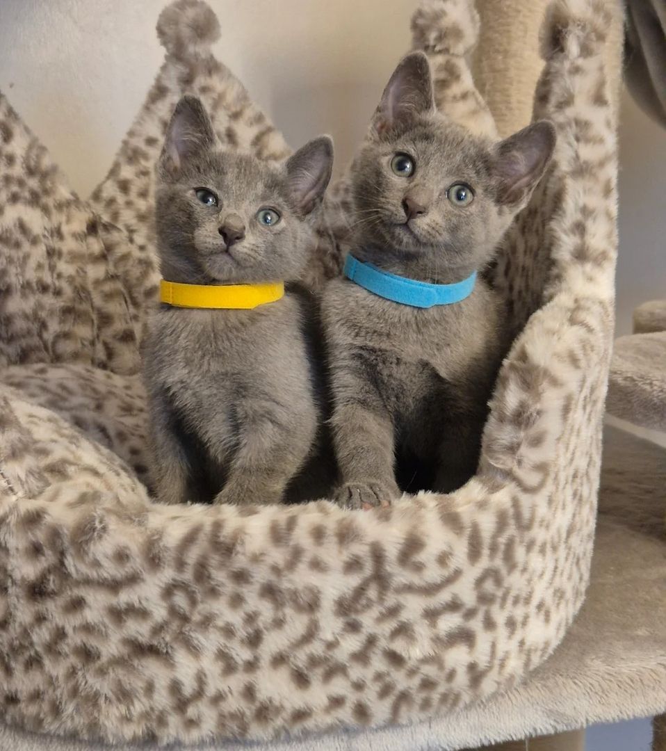 Russisch Blau Katzen