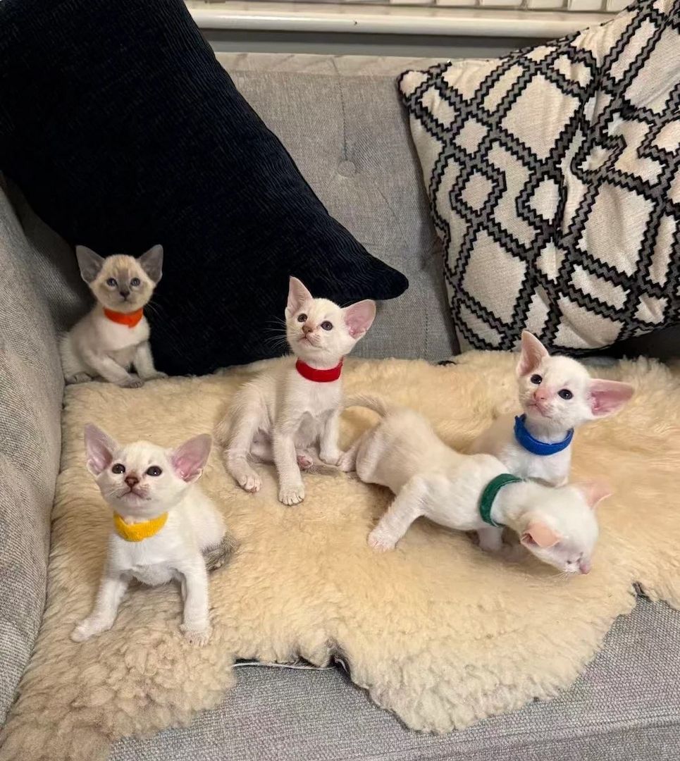 Wunderschöne Siamkätzchen