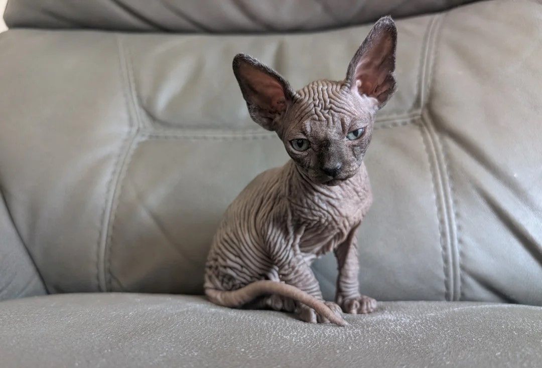 Zwei Sphynx-Kätzchen abzugeben 🐾