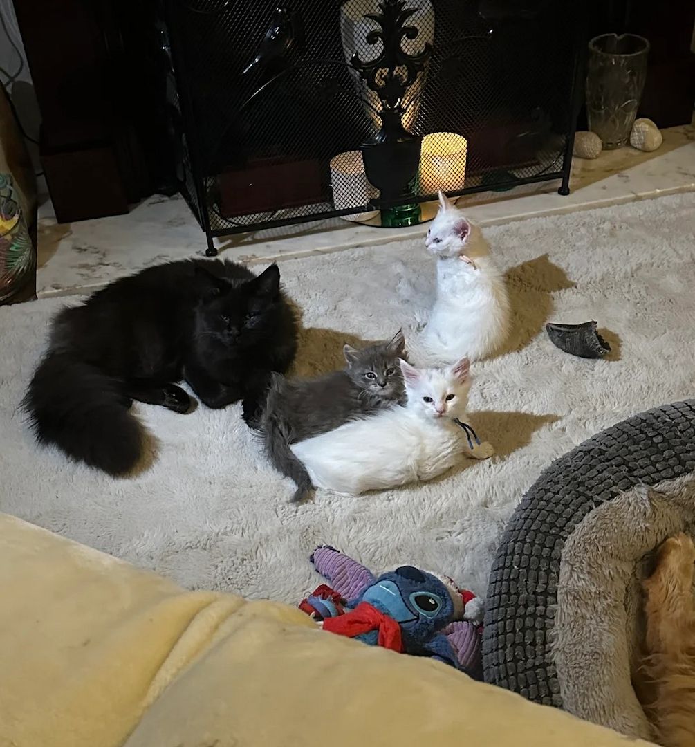 Zwei Türkisch Angorakatzen