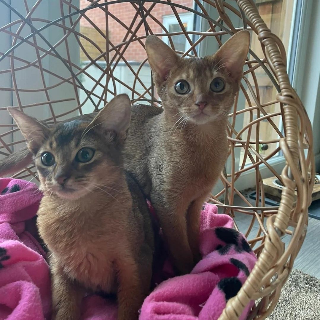 Abessinier-Kätzchen abzugeben