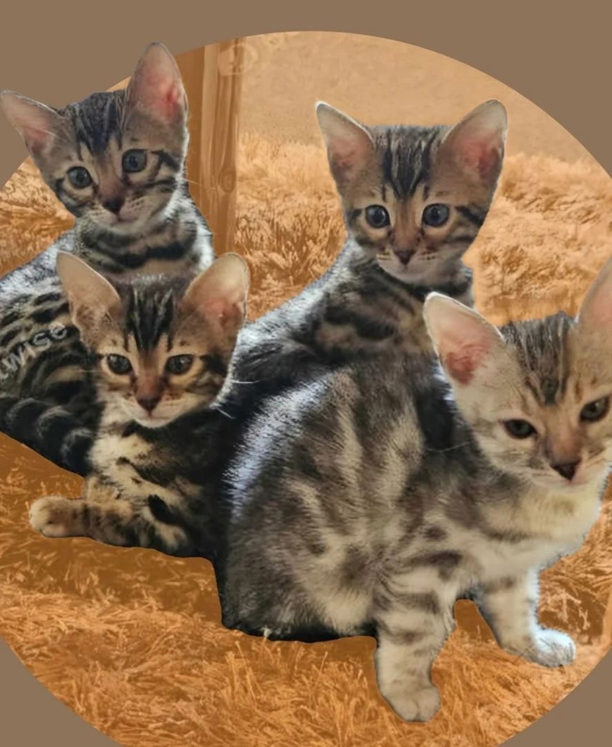 12 Wochen alte Bengalkätzchen