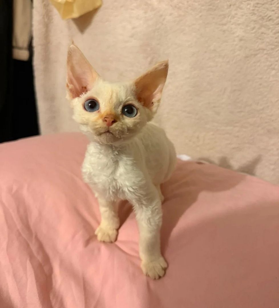 Devon Rex-Kätzchen