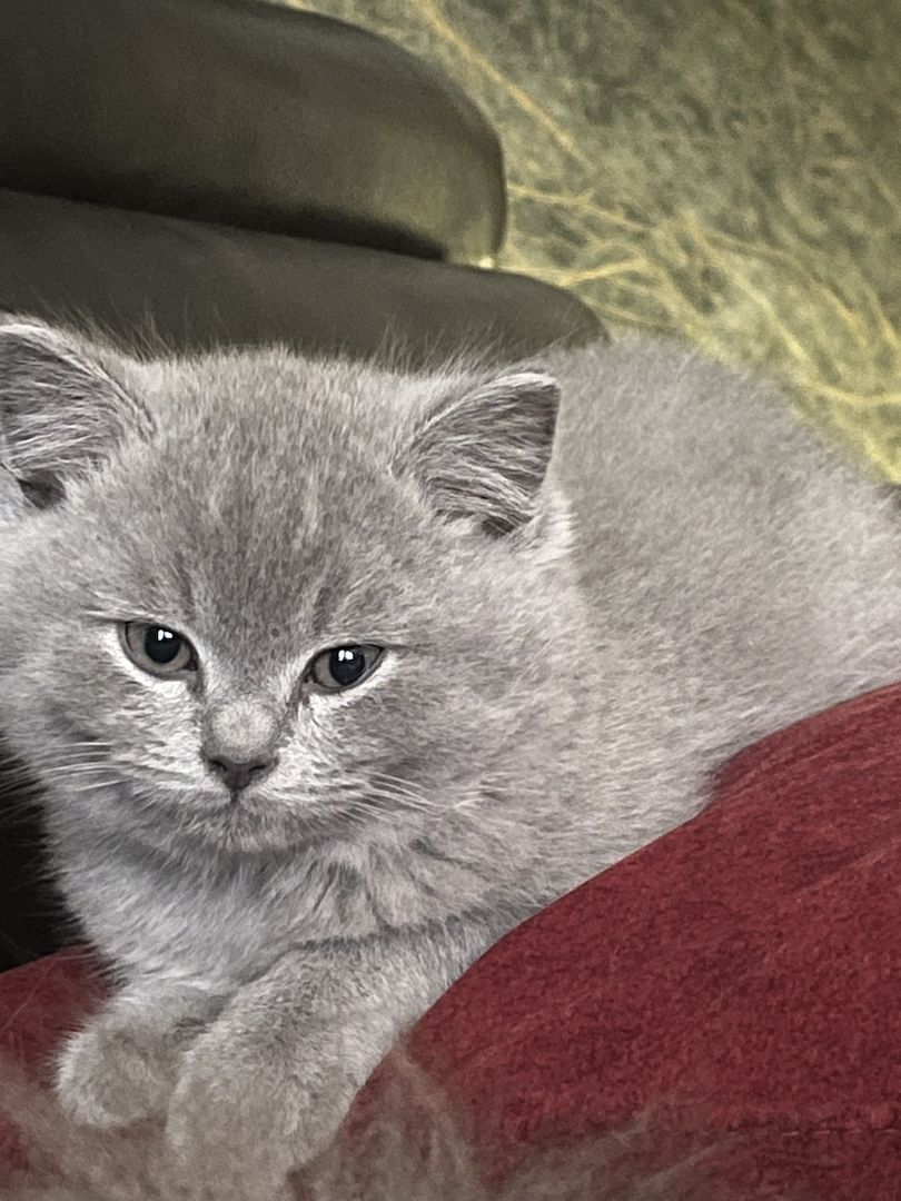 3 Britische kitten suchen ein neues Zuhause