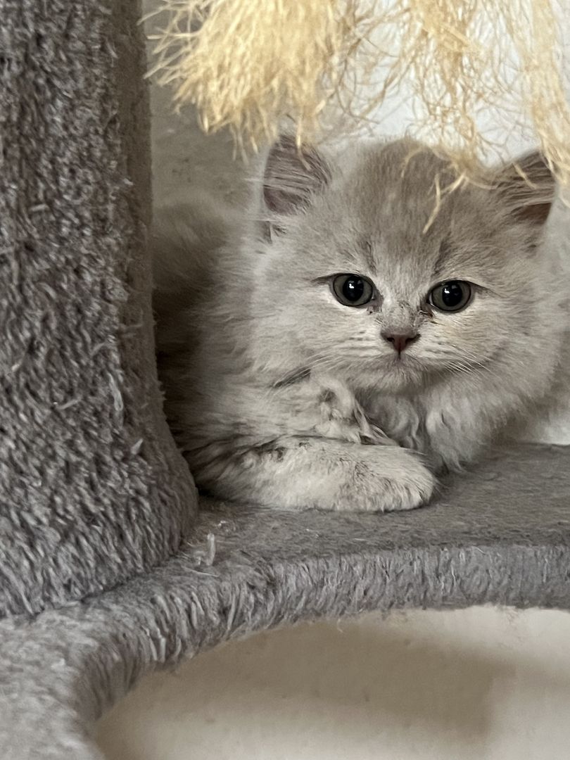 3 Britische kitten suchen ein neues Zuhause