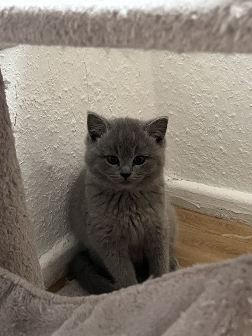 3 Britische kitten suchen ein neues Zuhause