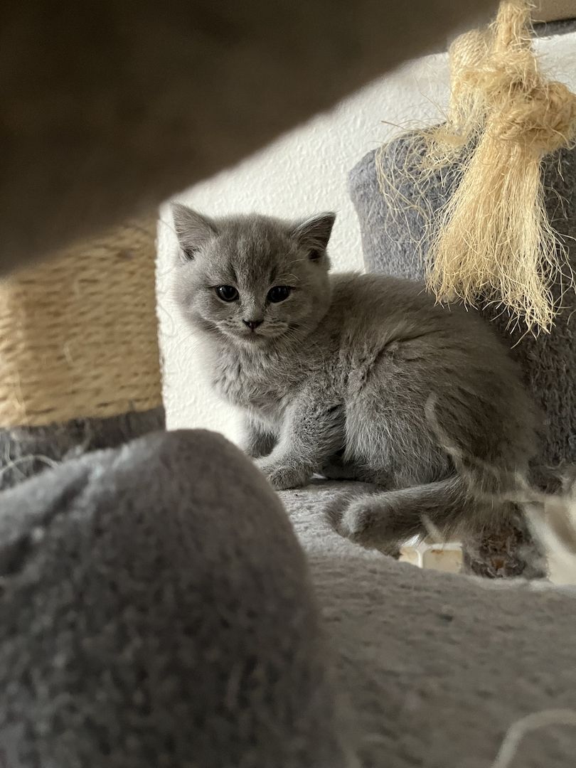 3 Britische kitten suchen ein neues Zuhause