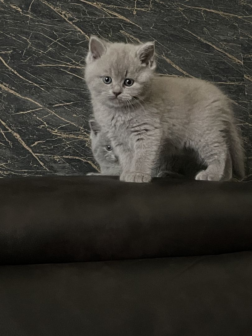 3 Britische kitten suchen ein neues Zuhause