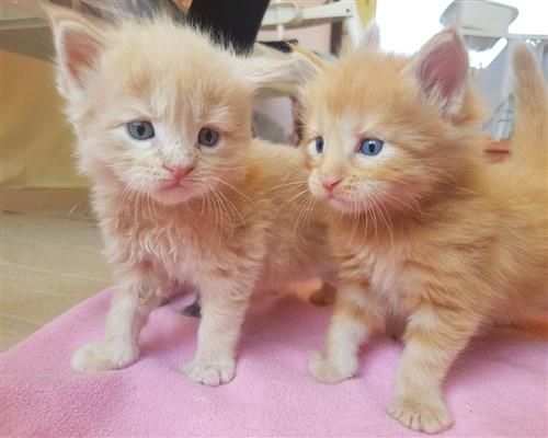 Maine Coon Kätzchen zu verkaufen
