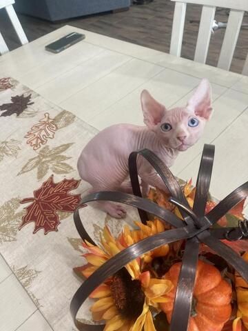 Schöne Sphynx-Kätzchen