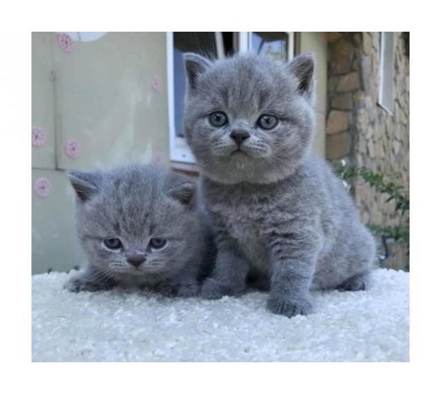 Britisch Kurzhaar Kätzchen zu verkaufen