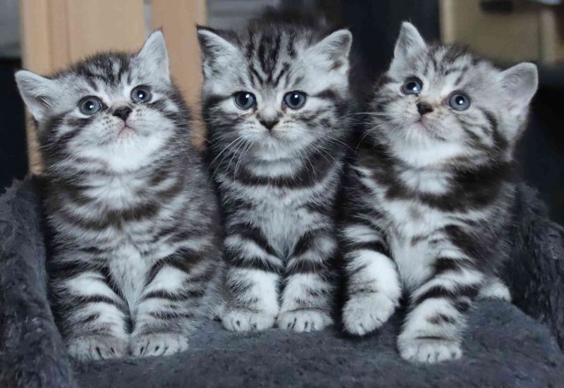 BKH Britisch Kurzhaar Katzen mit Stammbaum
