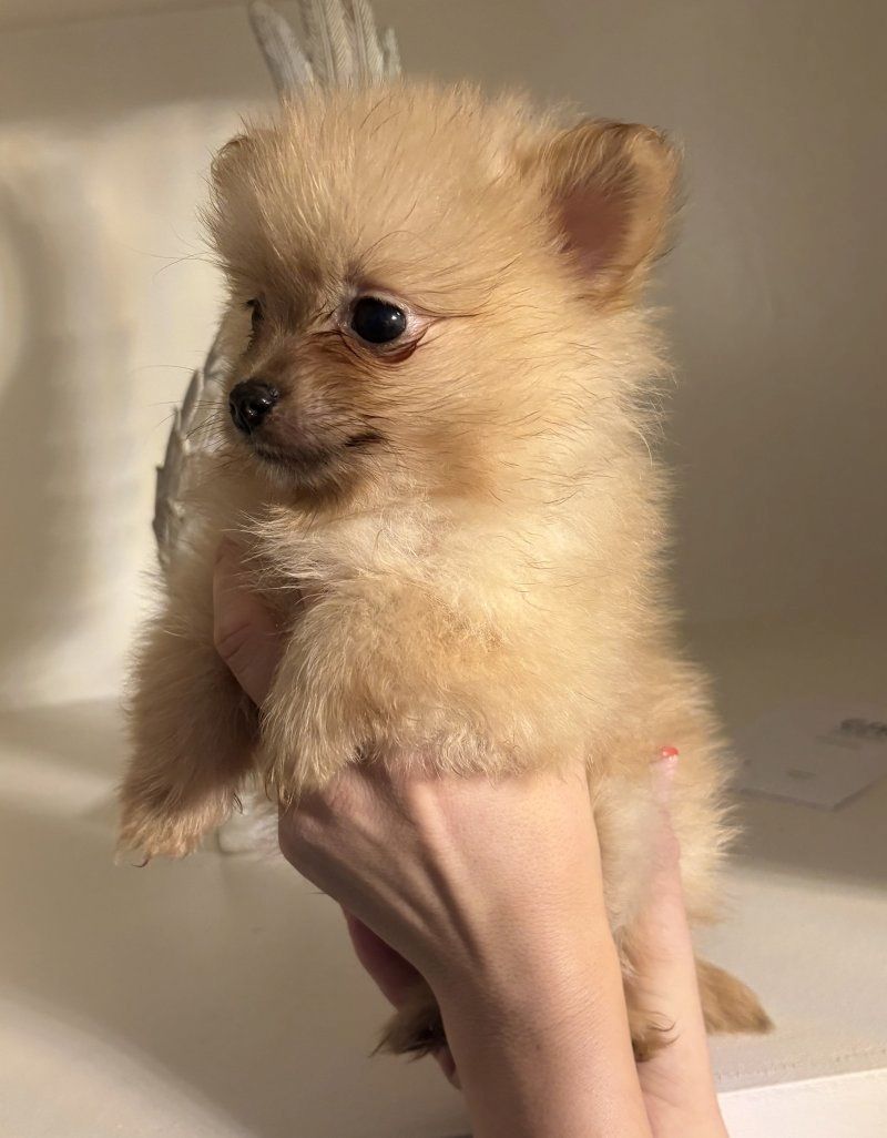 Niedliche Pomeranian-Welpen zu verkaufen