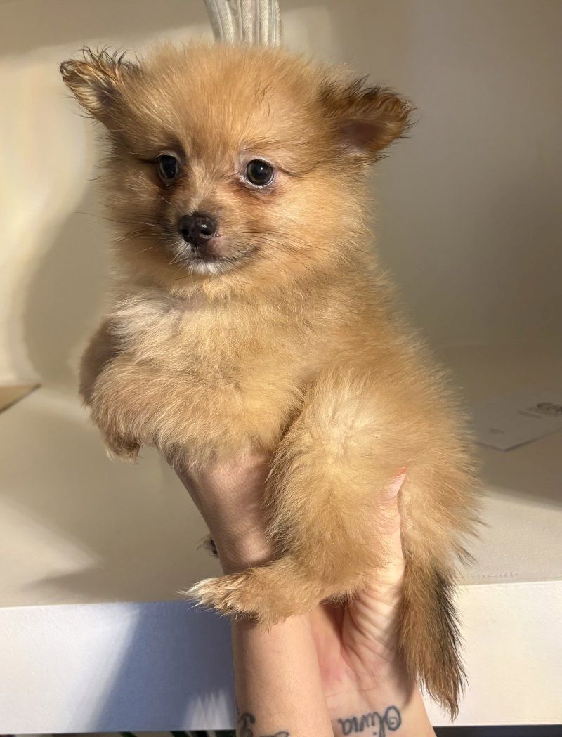 Niedliche Pomeranian-Welpen zu verkaufen