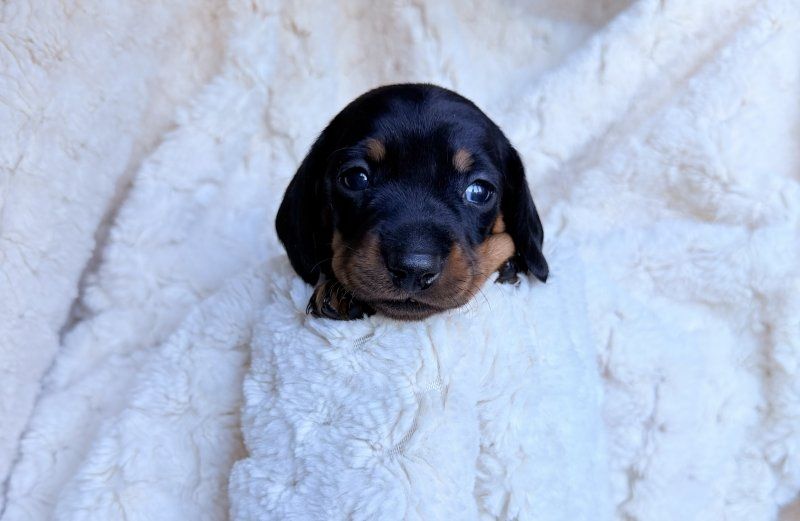 Zwergdackelwelpen