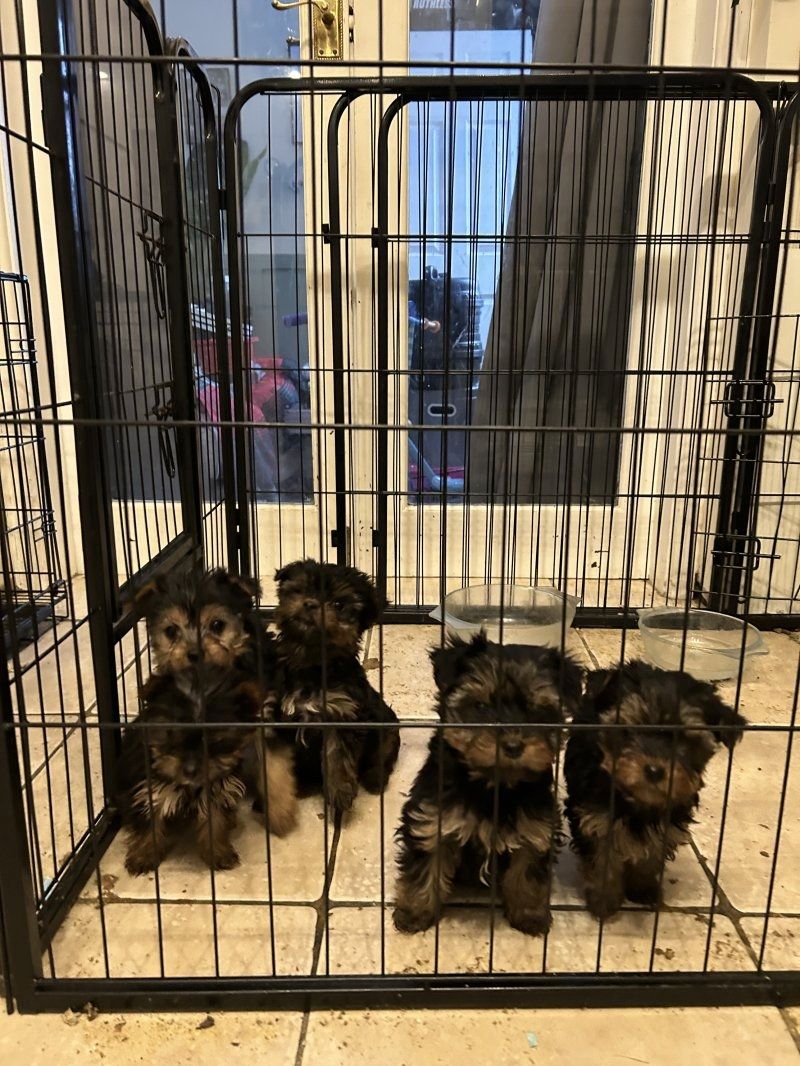 Wunderschöne Yorkshire Terrier Welpen zu verkaufen